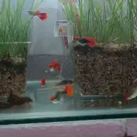 گوپی کوی|ماهی|فردیس, فردیس|دیوار