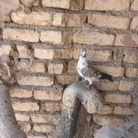 کبوتر طوقی|پرنده|پیر بکران, |دیوار