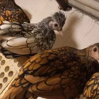 سبرایت کاکلی وارداتی|حیوانات مزرعه|کاشان, شهدا|دیوار