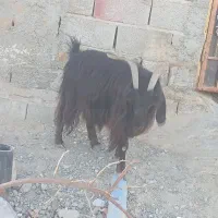 سیستان بلوچستان چابهار کمب|حیوانات مزرعه|چابهار, |دیوار