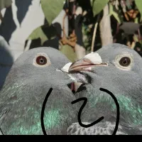 موریس دلبر جان آردن