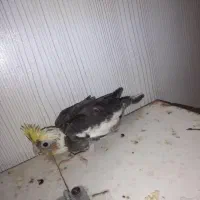 گمشده|حیوانات|زاهدان, |دیوار