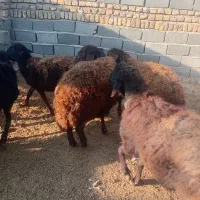 کاور افشاری اصل همه مایه دار|حیوانات مزرعه|تربت جام, میان جام|دیوار