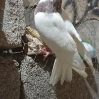 کفتر کبوتر|پرنده|آبدانان, |دیوار