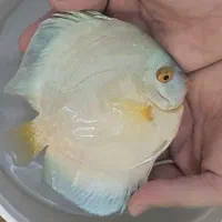 ماهی دیسکس نژاد بلو دایموند