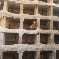 کبوتر سینه زرد
