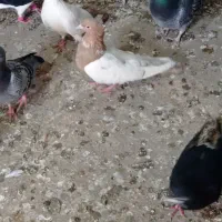 کبوتر قره پشت سینه ساده چپ شامی|پرنده|قوچان, |دیوار