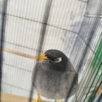 فروش مرغ مینا سخنگو