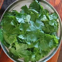 برگ مو گونی