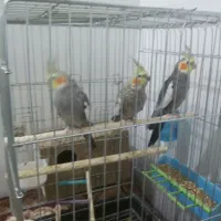 عروی هلندی ،