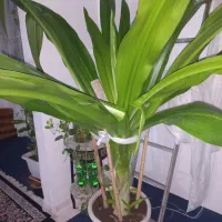 گیاه سوسن عنکبوتی|گل و گیاه طبیعی|مشهد, وحید|دیوار