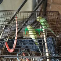 یک جفت مرغ عشق با قفس