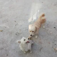 سگ پاکوتاه معاوضه با کفتر پرشی