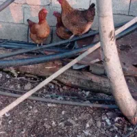 تخم مرغ محلی  نطفه دار ۹۰ درصدتازه