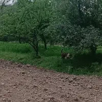 کوچوک