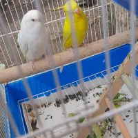 مرغ عشق هلندی زرنگ|پرنده|شیراز, شهرک مخابرات|دیوار