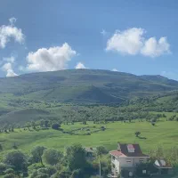 مسکونی سند تک برگ‌
