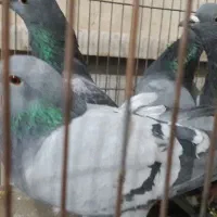 کبوترکفترپلاکی|پرنده|قم, ولیعصر|دیوار