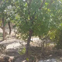 زمین-850-متری-درنوبران-غزل-باغ