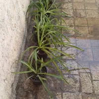 کاکتوس شاخ بزی ونخل مرداب گندمی فروش معاوضه