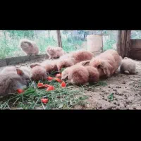 خرگوش لوپ اصلی