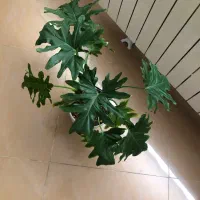 گل و گیاه برگ انجیری بزرگ