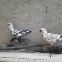 کبوتر دوم چتری ،کبوتر پرشی|پرنده|بابلسر, |دیوار