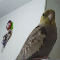 عروس هلندی سخنگو با قفس