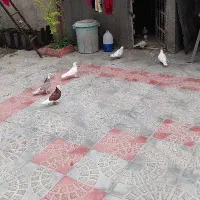 ۱۸ عدد کفتر دیوانه چاشنی