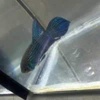 تخفیف ۲۰٪ فایتر به مناسبت بلک فرایدی|ماهی|رشت, کاکتوس|دیوار