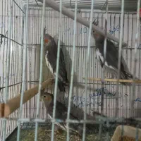 کوتوله مولد وعروس هلندی جوجه وکار|پرنده|کهک, |دیوار