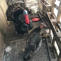 بوقلمون نرو ماده