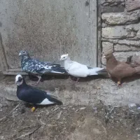 ۴عددکفتر ستاش ماله اهوازن .۱ماله شیراز