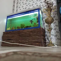 آکواریوم سالم به همراه ماهی
