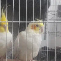 عروس هلندی