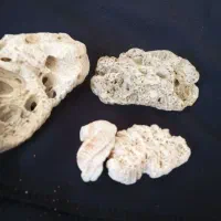 فسیل هم با هم سنگ قیمتی|کلکسیون اشیاء عتیقه|شیراز, تاچارا|دیوار