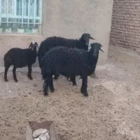 بره قوچی قزل افشار|حیوانات مزرعه|جلگه رخ, |دیوار