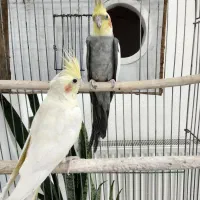 یک جفت عروس هلندی بالغ