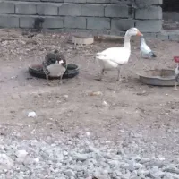 سلام علیکم فروش غاز و بوقلمون|حیوانات مزرعه|رویدر, |دیوار