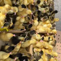 فروش جوجه اردک یکروزه