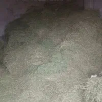 یونجه درجه یک