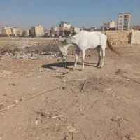 اسب مادیان|اسب و تجهیزات اسبسواری|کرج, کیانمهر|دیوار