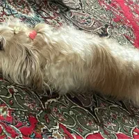 واگذاری سگ ۵ساله