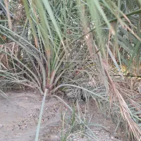 دمیت،پاجوش|خدمات باغبانی و درختکاری|کاکی, |دیوار