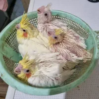 جوجه عروس هلندی لوتینو سرلاکی