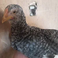 نیمچه مرغ و خروس گلین و بومی لری|حیوانات مزرعه|اصفهان, مارچین|دیوار