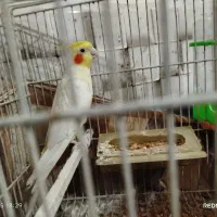 پنج عدد عروس هلندی جوجه آس|پرنده|قرق, |دیوار