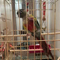 طوطی گرینچیک  نر