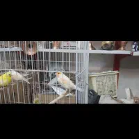 قناری و سهره