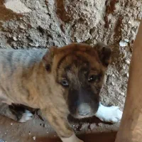 توله سرابی نر